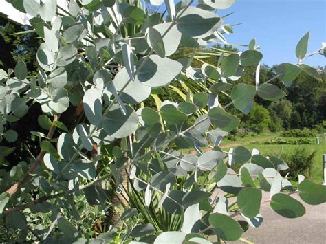 Eucalyptus Cinerea Seeds ' Silver Dollar ' Wedding Foliage Organic ...