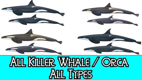 All Killer Whale / Orca - All Types - YouTube