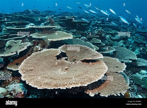 Table Corals Are A Type Of Reef Corals | F Wall Decoration