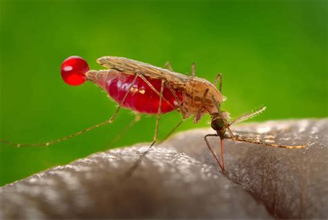 CRISPR edit makes mosquitoes far less likely to pass malaria