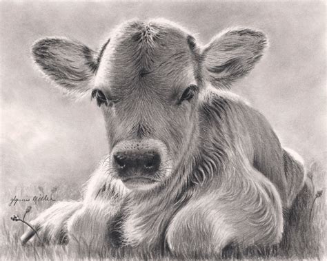 Glynnis Miller - Work Zoom: Spring calf | Pencil drawings of animals ...