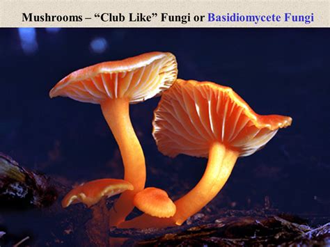 Fungi - Presentation Biology