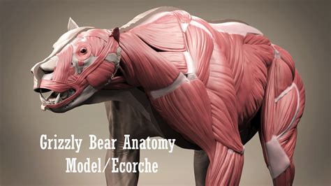 ArtStation - Grizzly Bear Anatomy, Ursus arctos horribilis