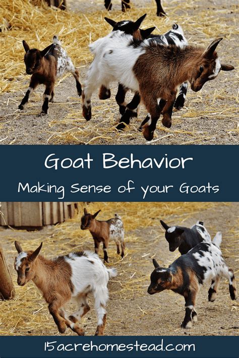 Goat Behavior Making Sense of Your Goats - 15 Acre Homestead