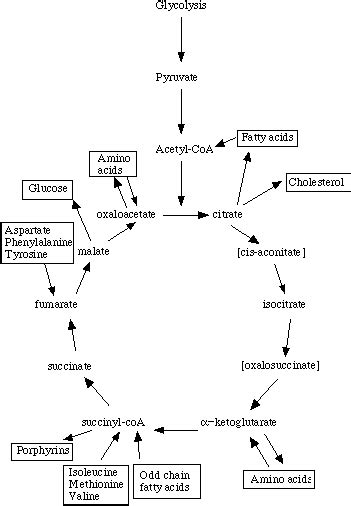 Metabolic pathway - Wikipedia