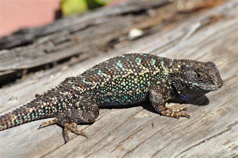 Western Fence Lizard | Project Noah