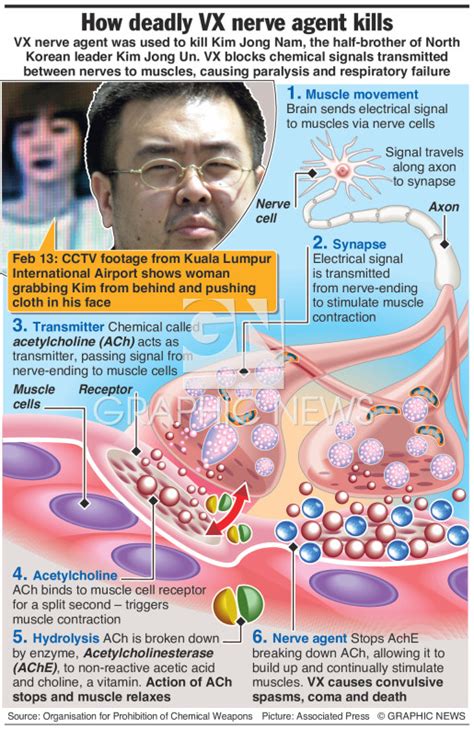 SCIENCE: How VX nerve agent kills infographic