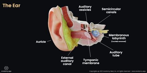 External acoustic meatus | Encyclopedia | Anatomy.app | Learn anatomy | 3D models, articles, and ...