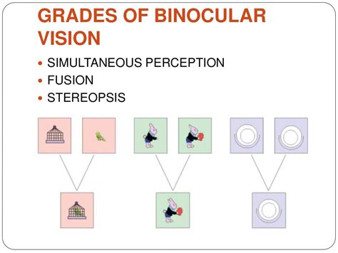 Binocular vision