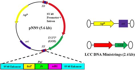 127 Plasmid vector images at Vectorified.com