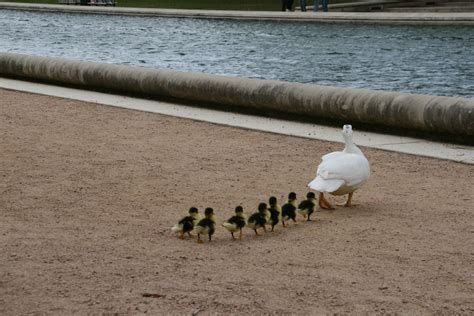 Ducks in a row | Pics4Learning