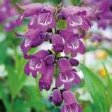 Penstemon Sour Grapes - Garden Express