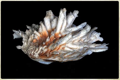 Spiny oyster shell (Spondylus) | Spondylus, otherwise known … | Flickr