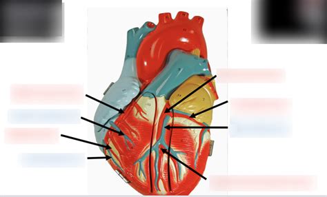 Coronary Circulation Diagram | Quizlet