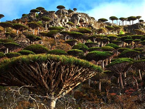 Things To Do in Alien-Looking Place on Earth Socotra Island | Found The ...