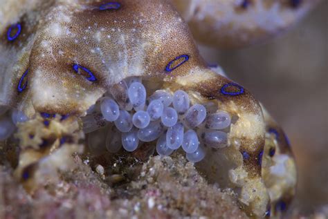 Blue-Ringed Octopus Facts, Habitat, Life Cycle, Venom, Pictures