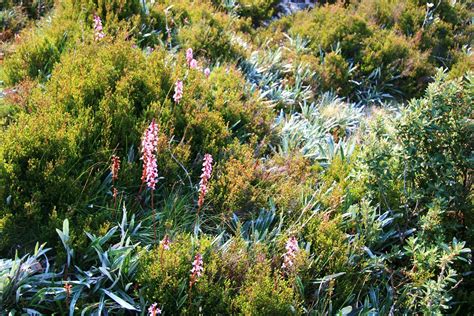 Alpine Plants | A Range of alpine plants at Mueller's Lookou… | Flickr