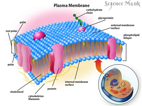 Plasma Membrane | Plasma membrane, Teaching biology, Membrane