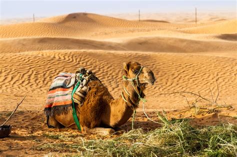 Camel stock photo. Image of rest, saddle, plants, domestic - 285035124