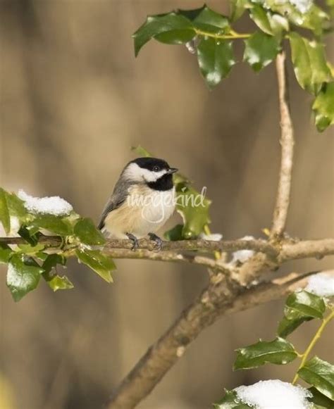 Stunning "Black Capped Chickadee" Artwork For Sale on Fine Art Prints