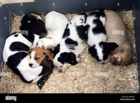 puppies in box Stock Photo - Alamy