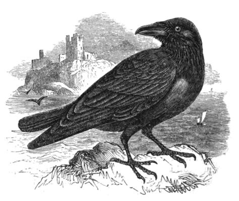 Ravens in Celtic Mythology – Aves Noir | Crows & Ravens