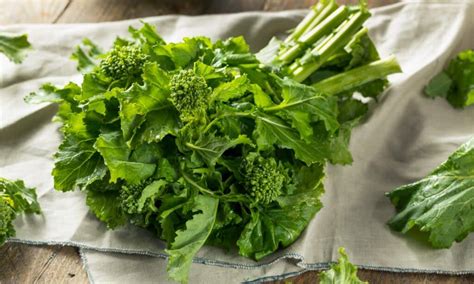 Broccolini vs Broccoli Rabe: 5 Key Differences - A-Z Animals