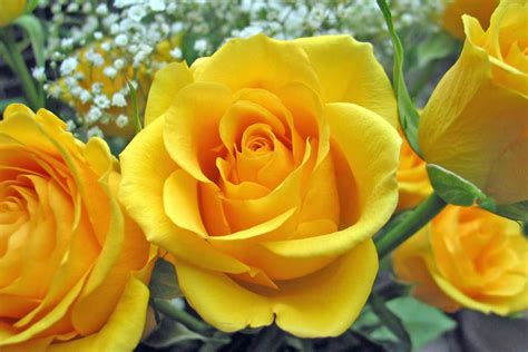 Yellow Wallpaper: Yellow Rose HD Wallpaper Download Free