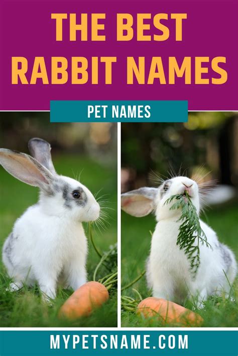 Best Rabbit Names | Rabbit names, Bunny names, Pet names