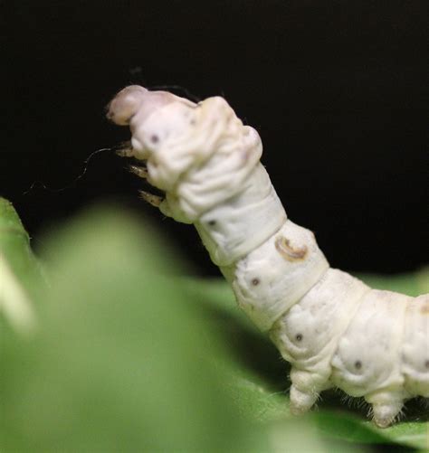 Amazing Silkworms: Anatomy of the Silkworm Larva