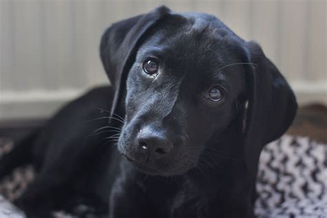 17 Labrador Retriever Pictures to Brighten Your Day
