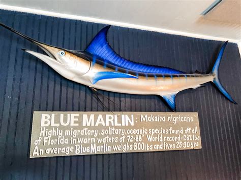 Blue Marlin Seafood Restaurant - Date Your State