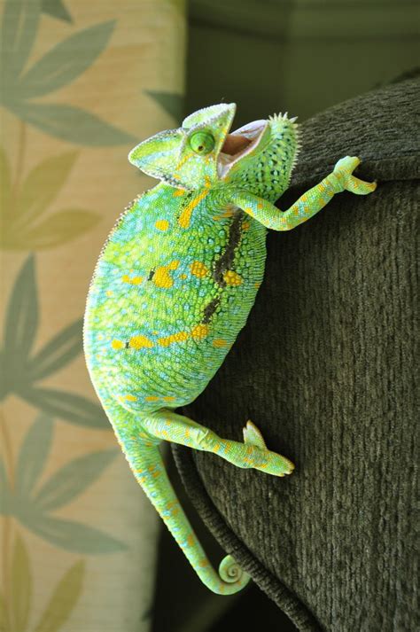 Different Types of Chameleons #TypesofChameleons #Chameleons Chameleon ...