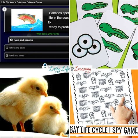 Animal Life Cycle Games