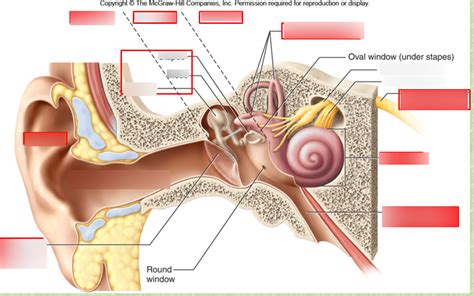 Whole Ear Labeled Diagram | Quizlet