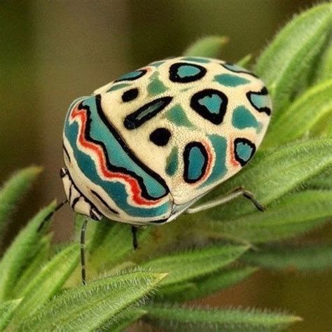 Picasso Bug | Insects, Beetle insect, Bugs and insects