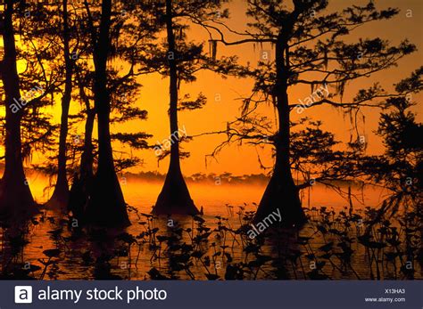 Cypress Trees Florida High Resolution Stock Photography and Images - Alamy