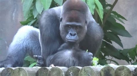 Western Lowland Gorillas with Baby Gorilla Taronga Zoo Sydney Australia - Kibali French Gorilla ...