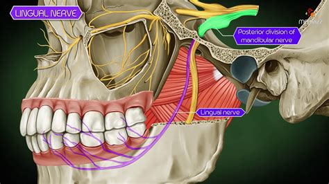 Human Anatomy Floor Of Mouth | Review Home Co