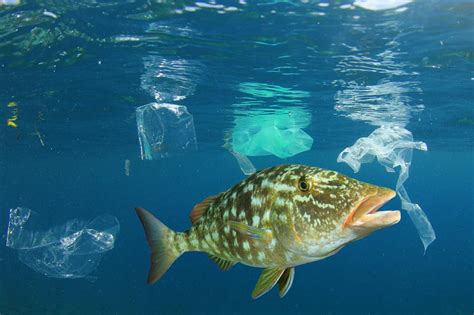 These images show the true impact of plastics on our oceans ...