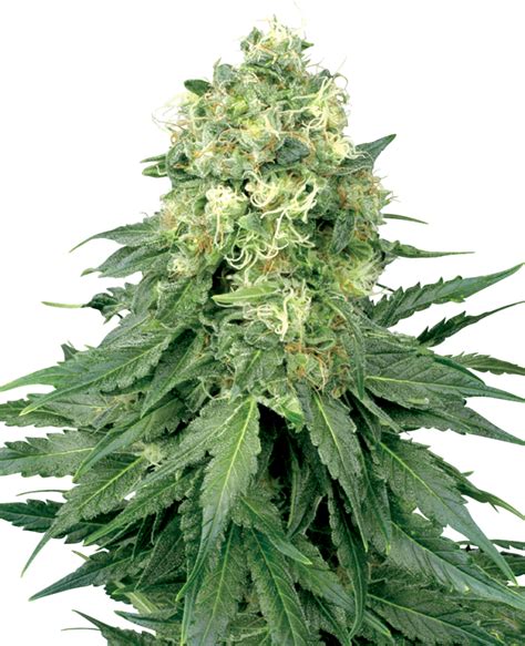 White Widow Regular Seeds by White Label – Sensi Seeds UK