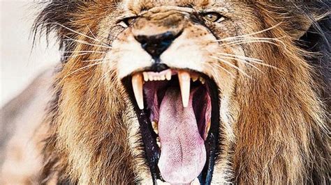 Lion Roar Sound Effect - Download For Free MP3 Sound