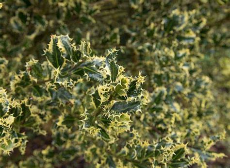 16 Different Types of Holly Bushes and Trees | Trees.com