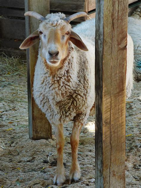 Awassi Sheep Photograph by Steve Taylor - Fine Art America