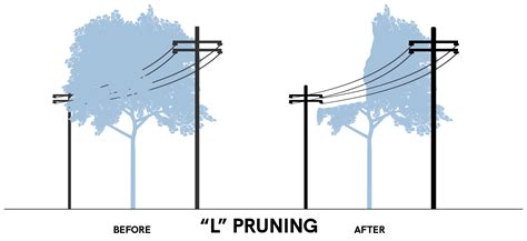 Contact SRP to trim trees near power lines | SRP