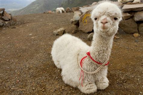 Camelids | Llamas, Alpacas, Vicuñas, Guanacos | Peruvian Andes | Machu Picchu | Colca | Chaparri ...