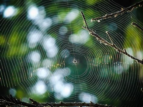 Macro Photography of Spider Web · Free Stock Photo