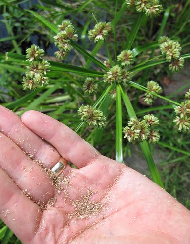 Foraging Texas: Nutsedge