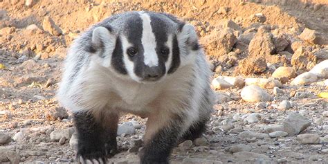 American Badger - White Sands National Park (U.S. National Park Service)