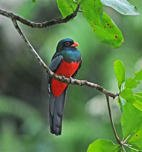 Tortuguero National Park Wildlife - R. Broadwell Wildlife Photography